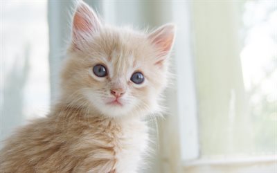 little fluffy kitten, beige little cat, cute animals, pets, cats, kittens