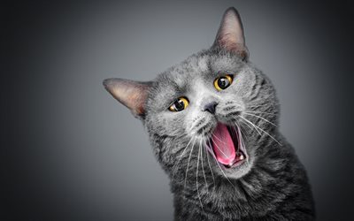 British Shorthair, funny cat, domestic cat, close-up, gray cat, pets, cats, cute animals, British Shorthair Cat