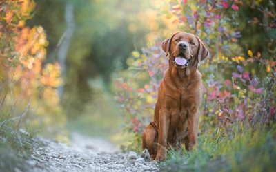 brown retriever, beautiful big dog, labrador, cute animals, flowers