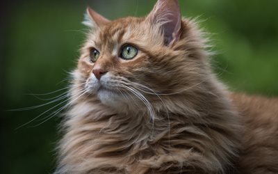 ginger fluffy cat, cute animals, cats, persian cat, green background