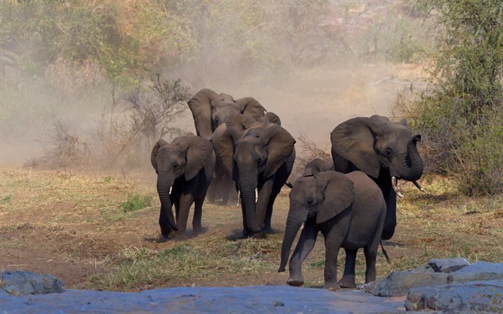 Elephants, Africa, wildlife, lake, elephants drink water, wild animals, elephant family