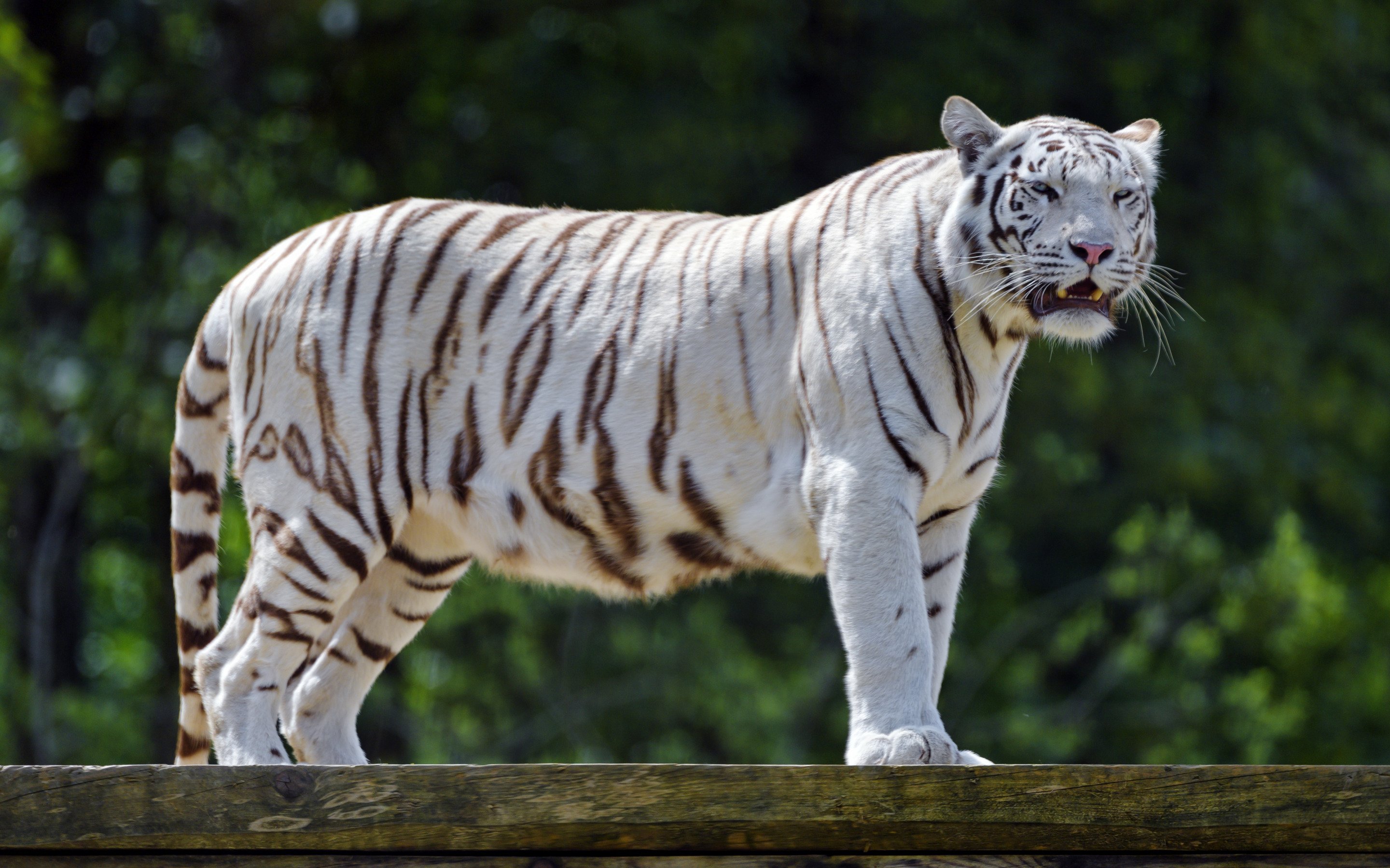 Descargar fondos de pantalla tigre blanco, tigre de Bengala, depredador,  animales salvajes, tigres monitor con una resolución 2880x1800. Imagenes de  escritorio