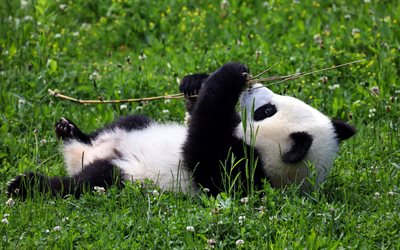 panda, sevimli ayılar, &#231;imenlerin &#252;zerinde panda, yaban hayatı, sevimli hayvanlar, pandalar