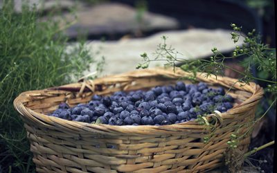 blueberries in a basket, healthy berries, blueberries, berries in a basket, blueberry harvest
