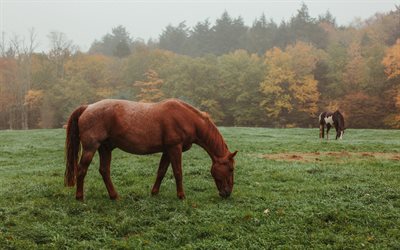 Cheval de gingembre, p&#226;turage, soir&#233;e, chevaux, automne, brouillard, cheval brun, beaux chevaux