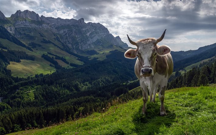 Mucca alpina, paesaggio di montagna, Alpi, Svizzera, mucca, valle di montagna, montagne, mucca in montagna