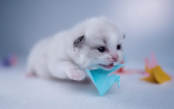 little white kitten, cute fluffy kitten, little cat, cute animals, cats, origami, kitten