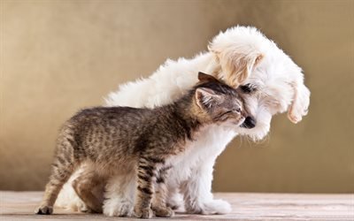 cat and dog, friends, kitten and puppy, friendship