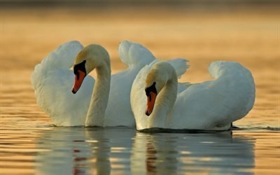 湖, 白白鳥, 夕日, カップルの白鳥, 美しい鳥
