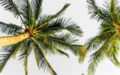 les palmiers contre le ciel, des cocotiers, des palmiers, ciel bleu, des feuilles de palmier