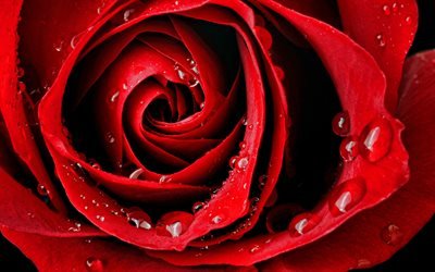 rosa vermelha, rose bud, gotas de &#225;gua em uma rosa, flor vermelha, rosas vermelhas de fundo