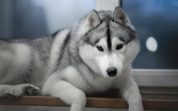 ハスキー犬, ほのパピー, かわいい動物たち, 子犬, ペット, 小型犬, Alaskan Malamute