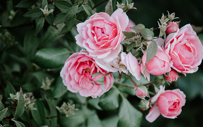 vaaleanpunaiset ruusut, ruusupensas, oksa ruusuilla, vaaleanpunaiset kukat, herk&#228;t ruusut, tausta vaaleanpunaisilla ruusuilla