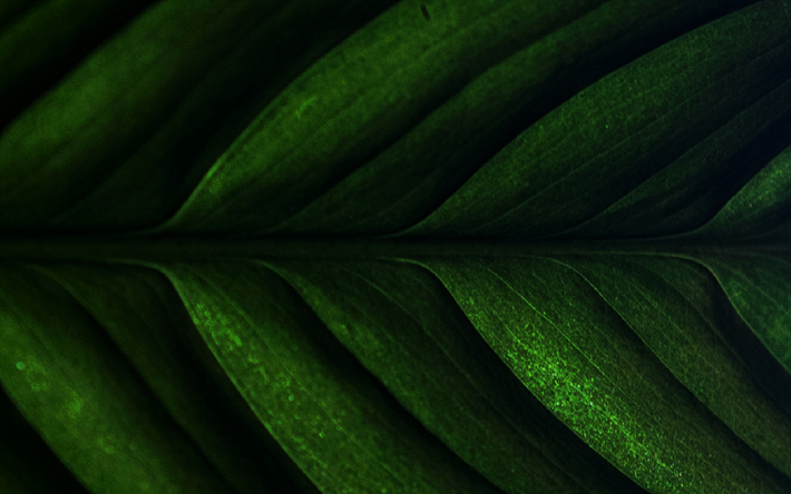 folha verde, texturas naturais, texturas 3D, texturas de folhas, fundo com folha, padr&#245;es de folhas