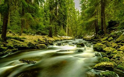 fiume nella foresta, foresta di conifere, fiume di montagna, foresta, alberi, ambiente