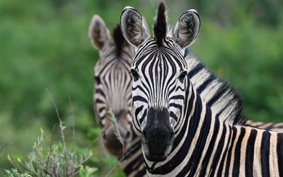 zebra, wildlife, wild animals, zebras, Africa, jungle, pair of zebras