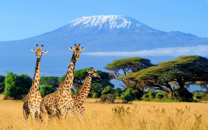 giraffes, Kilimanjaro, mountain landscape, wildlife, herd of giraffes, wild animals, Tanzania, Africa