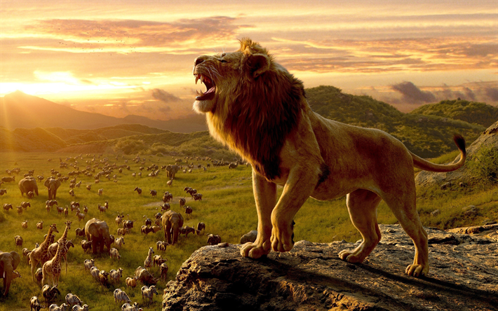 king of beasts, Africa, sunset, wildlife, elephants, lion, zebras, bulls