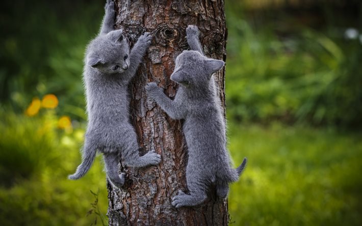 木, 灰色猫, 子猫, 小さなグレー猫, かわいい動物たち