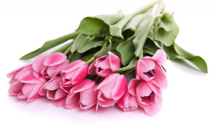 tulpaner, rosa blommor, v&#229;rens blommor, bukett tulpaner, rosa tulpaner