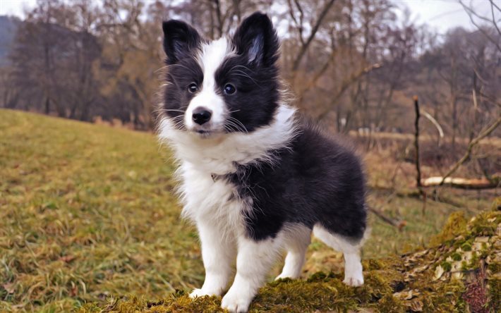 Shetland, Pastore, cane, cucciolo, carino animali, Sheltie