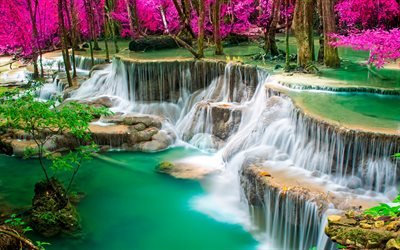 tropical forest, pink trees, lake, Thailand, waterfall, pink forest
