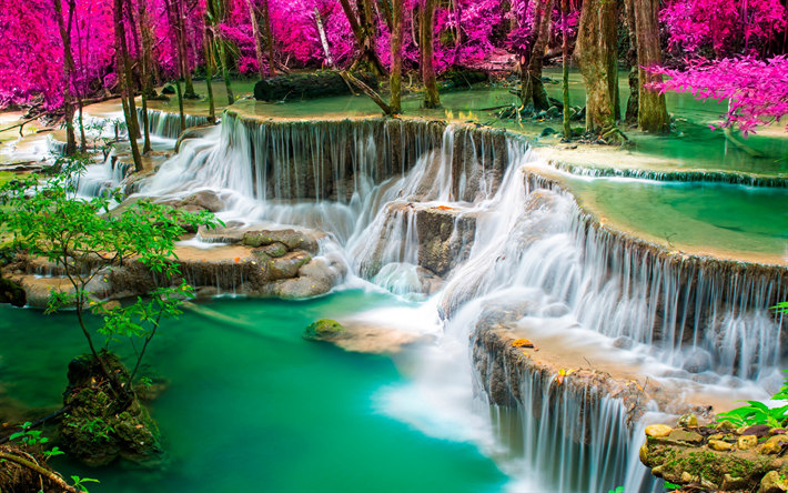 tropisk skog, rosa tr&#228;d, sj&#246;n, Thailand, vattenfall, rosa skog