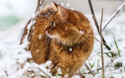 red furry cat, pets, winter, snow, environment, British cats