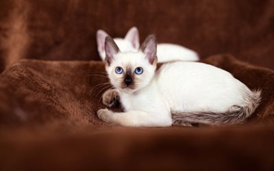 Birman kitten, pets, cats, breeds of cats, white cat, Birman