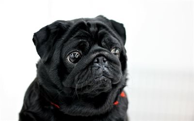 Black pug, small puppy, black dog, puppies, pets, pugs