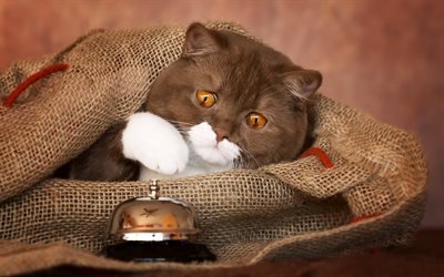 brown British shorthair cat, cute animals, big cats, cats breeds