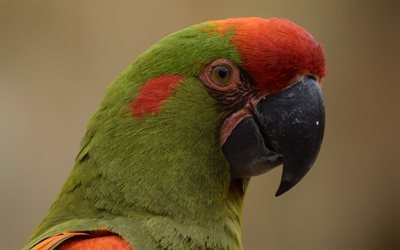 Red-fronted macaw, green parrot, beautiful birds, macaw, Bolivia, Ara rubrogenys, parrots