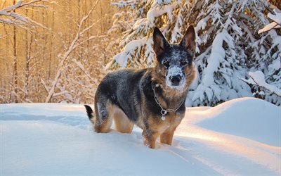 German Shepherd, puppy, pets, winter, snow, dogs
