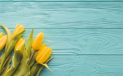 tulipes jaunes, fleurs de printemps, bleu, en bois, fond, printemps