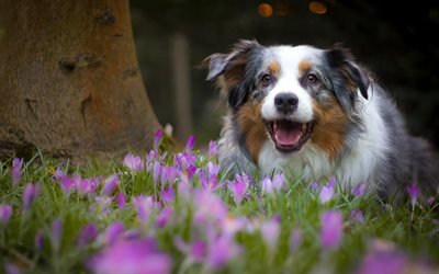 豪州羊飼い, 美しいふわふわの犬, オーストラリア, かわいい犬, ペット