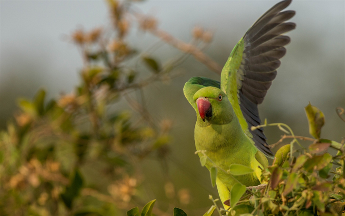 Rosa-dos an&#233;is periquito, Indiana anilhadas papagaio, p&#225;ssaro verde, papagaios, floresta, verde grande papagaios, Psittacula krameri