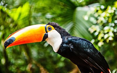 Yukarı toucan, yakın, orman, yaban hayatı, hissi, egzotik kuşlar, Ramphastidae