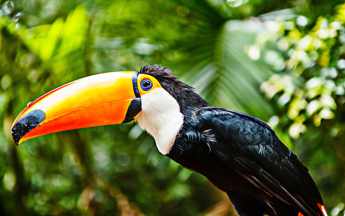 toucan, close-up, djungel, vilda djur, bokeh, exotiska f&#229;glar, skogen, Ramphastidae