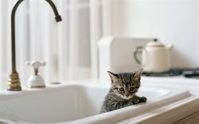 small gray cat, kitten in the sink, cute animals, small cats, pets, American Shorthair cat