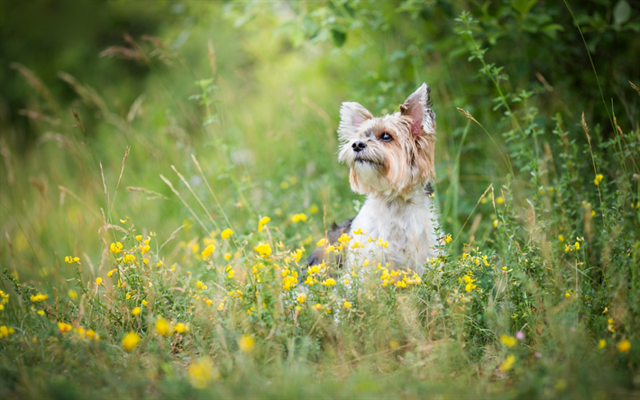 يوركشاير الكلب, كلب صغير, الربيع, العشب الأخضر, الكلب في العشب, ديكور سلالات الكلاب