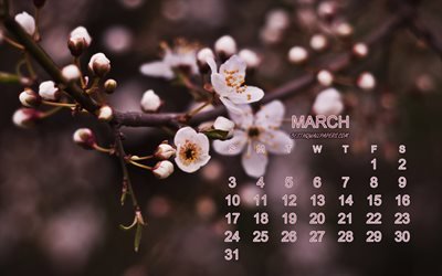 2019 Mars Kalender, v&#229;rens blommor, cherry blossom, 2019 kalendrar, Mars, v&#229;r bakgrund, rosa blommor, kalender f&#246;r Mars 2019
