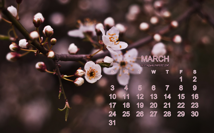 2019 Marzo Calendario, fiori di primavera, fiore di ciliegio, 2019 calendari, Marzo, primavera, sfondo, rosa, fiori, calendario per Marzo 2019