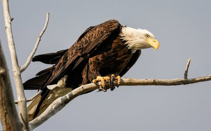 bald eagle, birds of prey, eagles, eagle on a branch, North America