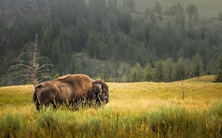 Búfalo, vida selvagem, animais selvagens, fauna EUA, Parque Nacional de Yellowstone, Wyoming, EUA