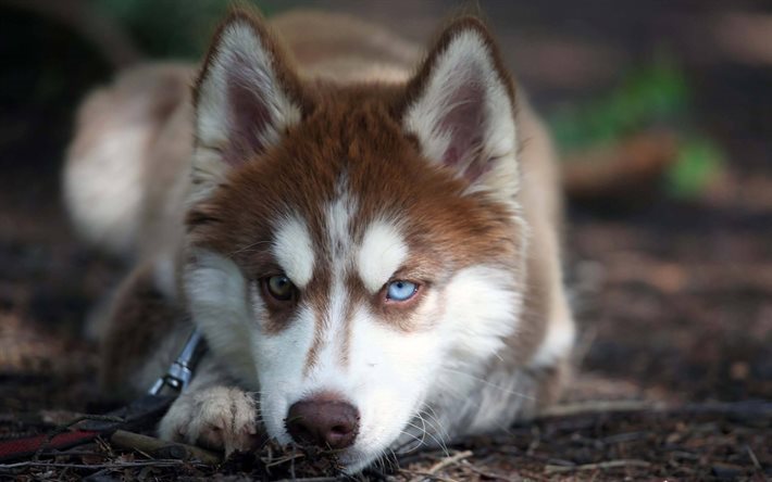 Husky, filhote de cachorro, c&#227;o, olhos azuis, animais fofos