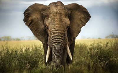 Elefante, &#193;frica, gran elefante, campo