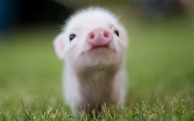piggy, simp&#225;ticos animales, cerdos, hierba, desenfoque