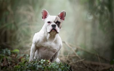Fransk Bulldog, vit valp, liten vit hund, husdjur, hundar