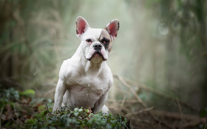 French Bulldog, white puppy, small white dog, pets, dogs