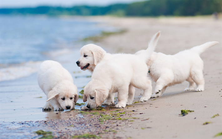 retrievers, 子犬, labradors, 海岸, 犬, ペット, 小labradors, かわいい犬